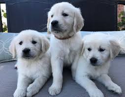 Red golden retriever puppies northern california. Golden Retriever Indiana Retriever Puppy Golden Retriever Puppies