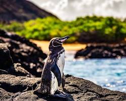 Image de Pingouins des Galapagos
