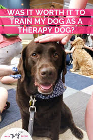 Testing requirements for therapy dog certifications vary depending on the certification organization. How To Certify A Therapy Dog Arxiusarquitectura