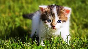 Beautiful Cute Wallpapers Of Animals
