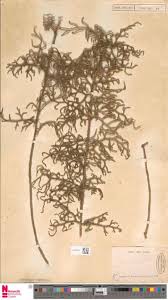 Image result for Enteropogon monostachyos