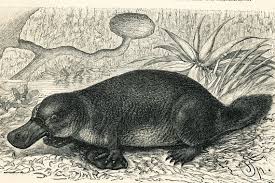 Platypus Print Echidna Print Monotremes Of Australia Print Etsy Australian Fauna Echidna Natural History