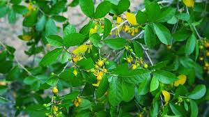 Image result for Streblus