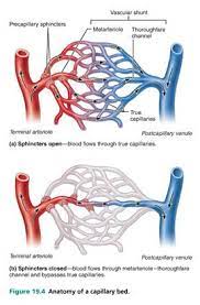 Chapter Question Blood Vessels Flashcards Easy Notecards