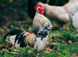 Roosters crow a lot more when they are more than one in number. Why Do Roosters Crow At Night Thank Chickens