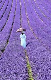 Pin By Cutyla Magoia On Descarte Lovely Lavender Lavender Fields Lavender