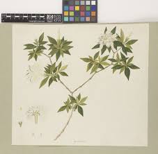 Image result for Lycium mascarenense