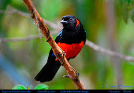 Image result for Bertiera angusiana