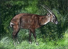 Pin By Arina Animallover On Saola Saola Animals Sumatran Elephant