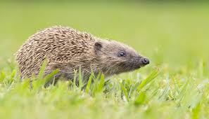 Image result for Sphaerocyperus erinaceus