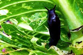 Die 7 Grossten Fehler Beim Mulchen Von Gemusebeeten Mulchen Gemusebeet Gemusegarten Anlegen