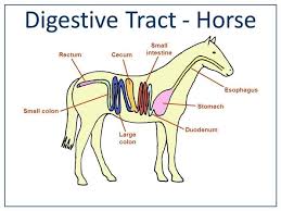 Horse Digestive System Sketch Digestion Digestive System Horse Care