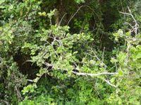 Image result for Mystroxylon aethiopicum