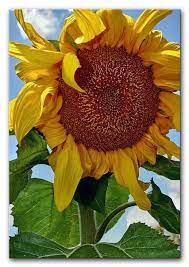 Sunflower Sunflower Pictures Sunflower Painting Sunflower Flower