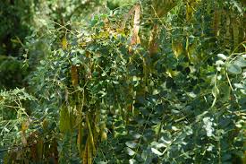 Image result for Albizia procera