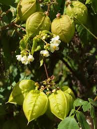 Image result for Cardiospermum grandiflorum