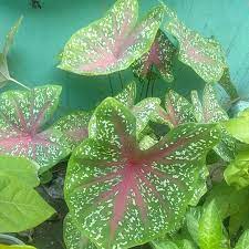 Simpan nama, email, dan situs web saya pada peramban ini untuk komentar saya berikutnya. Keladi Bintang Merah Caladium Red Star Shopee Indonesia