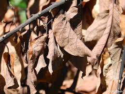 Resultado de imagem para folhas secas 