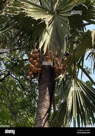 Image result for Borassus aethiopum