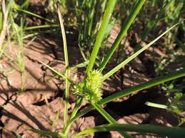 Image result for Courtoisina cyperoides