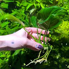 Image result for Astropanax barteri