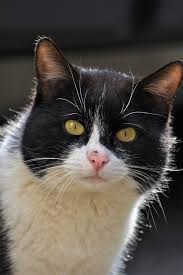 Black And White Cat Breeds With Yellow Eyes Handsome Tuxedo Cat With Yellow Eyes Tuxedocat Tuxedo Yelloweyes Beautifulcat Bengal Cat Facts Cats And Kittens Cute Cats And Kittens