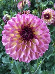 An Excellent Blend Of Colors In One Flower It Produces A Lot Of Blooms And Dahlia Beautiful Flowers Dahlia Flower