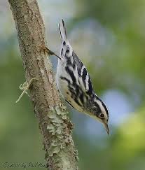 Black And White Warbler Song Pin On Warblers Ii