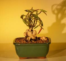 Image result for Monadenium crenatum