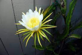 Seeds germinate in three to five days when the temperature is 90 degrees fahrenheit. Enter The Dragon A Time Lapse Of A Dragon Fruit Flower Blooming Mind Your Dirt