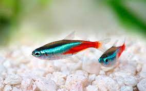 Nah, apakah sobat pintar berniat untuk memelihara berbagai jenis ikan dalam satu akuarium. Aneka Jenis Ikan Hias Air Tawar Terindah Beserta Harganya Blog Unik