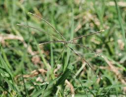 Image result for Cynodon aethiopicus