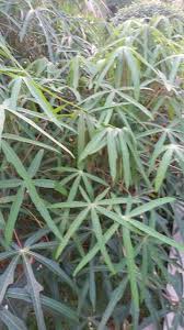 Rizom halia ini bukanlah seperti ubi kayu yang tumbuh membesar ke bawah. Ubi Pulut Warisan Petani Sayur Sayuran Kampung Plants Garden