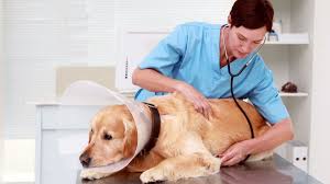 Si tienes dudas lleva al canario con su jaula aun veterinario para que la mire y te diga qué hacer. Como Trabajar De Veterinario En Reino Unido Bristolenos Com