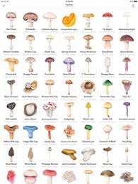 228 Best Mushrooms Images In 2019 Stuffed Mushrooms