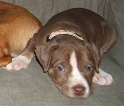 Lab Pointer Dog Breed Information And Pictures