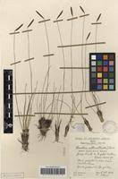 Image result for Microchloa