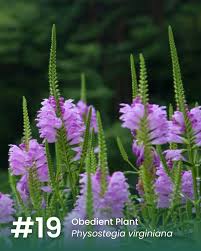 Image result for Physostegia