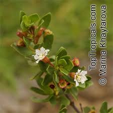 Image result for Pemphis