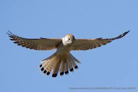 Atx Stx Spotting Scope Australian Birds Prey Birds Of Prey