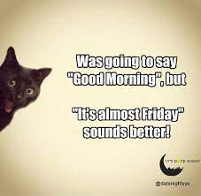 Check spelling or type a new query. Happy Friday Eve Cat Meme Novocom Top