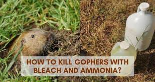 Do you've gophers in your garden? How To Kill Gophers With Bleach And Ammonia Igra World