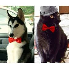 Kedi Kopek Papyonu Pratikurunler Alisveris Indirim Trendylodi Kopek Kedi Kopek Kedi