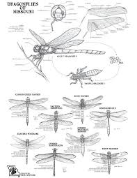 Black and white hand drawn image. Dragonflies And Damselflies Of Missouri Missouri S Natural Heritage Washington University In St Louis