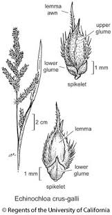 Image result for Echinochloa