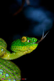 Image result for Xyris peteri