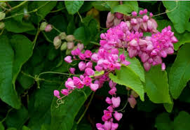 Maybe you would like to learn more about one of these? Berbagai Tanaman Rambat Berbunga Bibitbunga Com