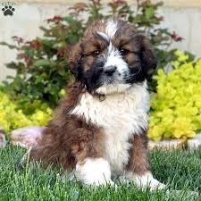 The mini saint berdoodle is another possibility. Saint Berdoodle Breeders Near Me Online Shopping