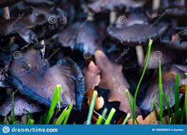 Fungo preto frito repolho prática haste 1 material de pronto; Cogumelos Pretos Entre As Folhas Da Grama Verde Foto De Stock Imagem De Planta Verde 150695874
