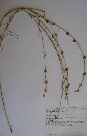 Image result for Aspidoglossum hirundo